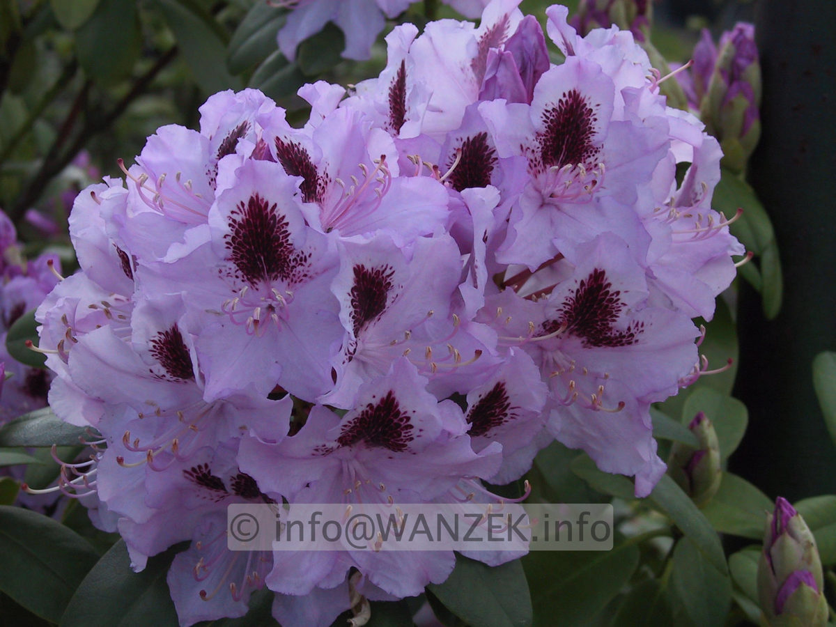 Rhododendron Humboldt 04.JPG